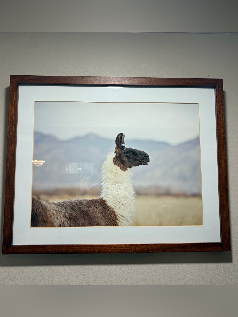 Pottery Barn Framed Llama Art Print in Wood Frame - Neutral Tones